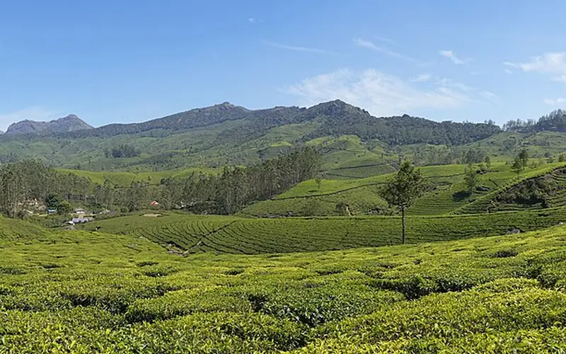 Kerala Munnar Tea Gardens Tour Package